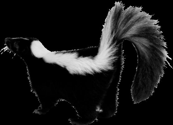Skunk